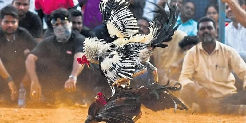 đá gà cựa sắt Giới thiệu tổng quan về đá gà cựa sắt
